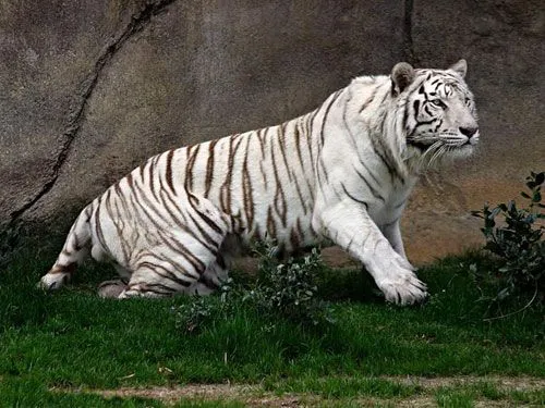 Stop Animal Abuse! Defiende la vida animal: El tigre de Bengala