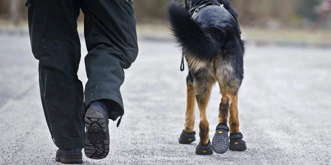 STOP AL MALTRATO ANIMAL: En Alemania los perros policía usan zapatos