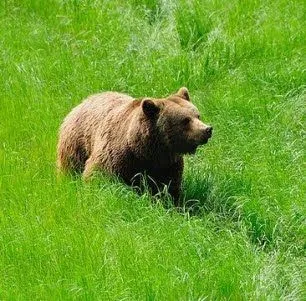 STOP AL MALTRATO ANIMAL: Detectada la presencia de un oso pardo en ...