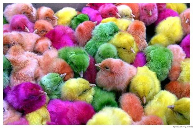 STOP AL MALTRATO ANIMAL: La espantosa crueldad de los pollitos de ... STOP AL MALTRATO ANIMAL: La espantosa crueldad de los pollitos de ...