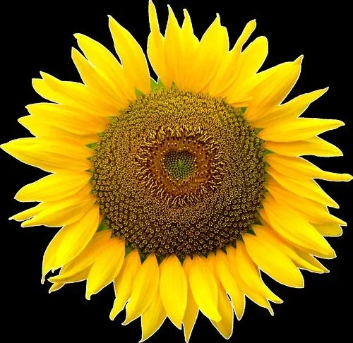 Sunflower heart inside, Png file, Attention only the maximum ... Sunflower heart inside, Png file, Attention only the maximum ...