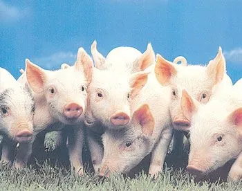 Super blog de los cerdos: cerditos