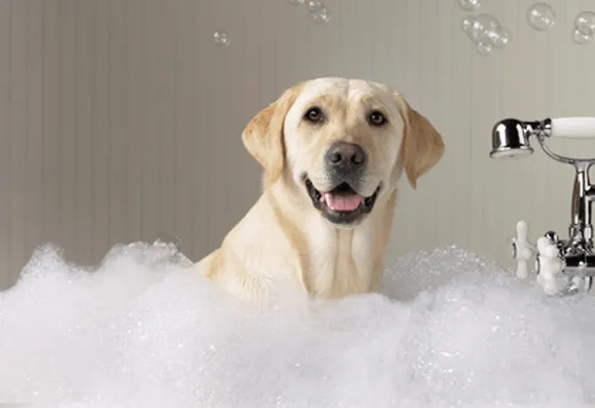 Super Cachorros – 7 pasos para bañar a tu perro