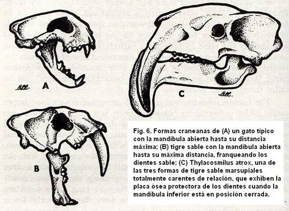 La supuesta evolución del cráneo humano