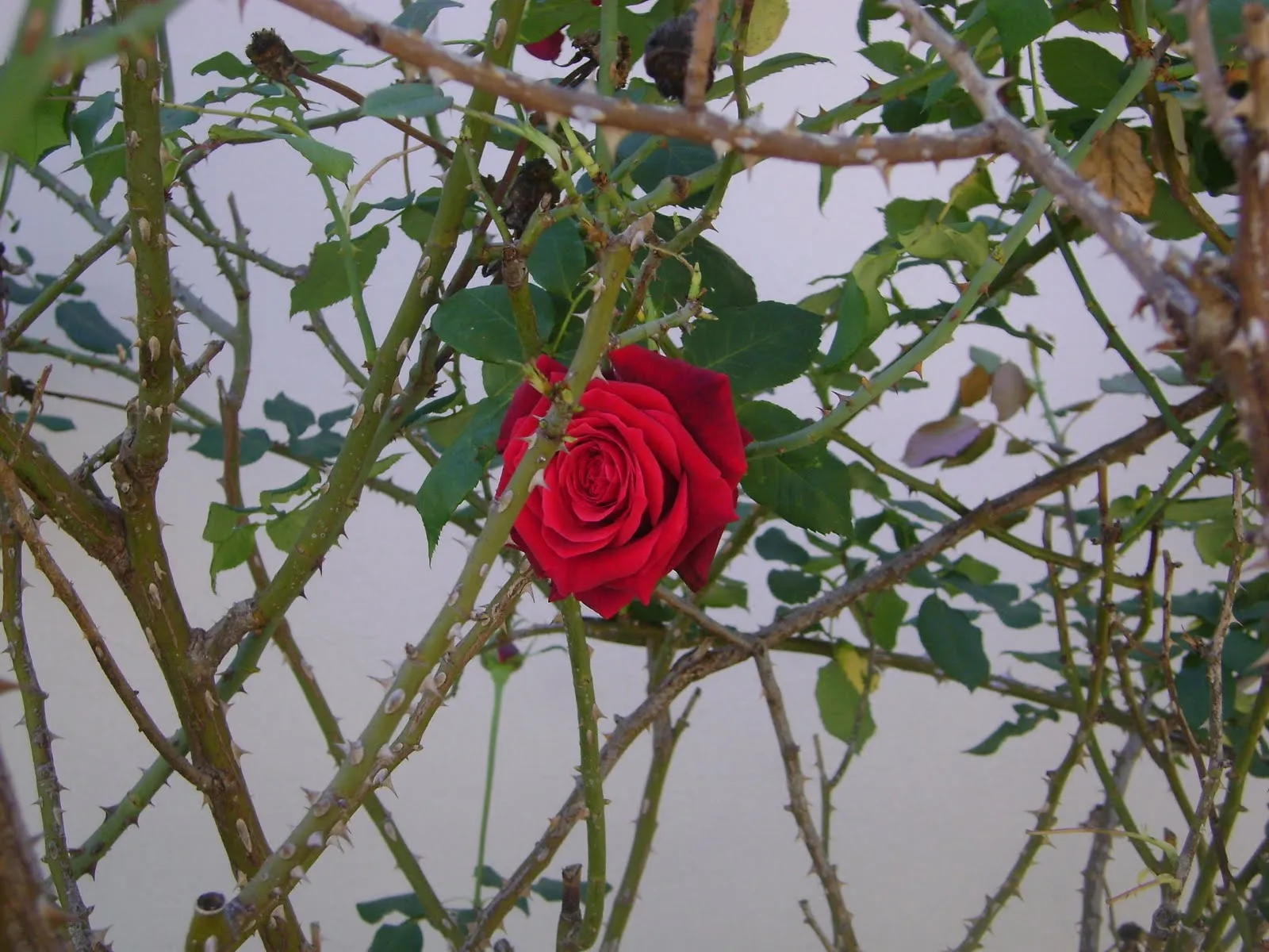 SUSURROS A LA LUZ DE LA LUNA: ENTRE ROSAS Y ESPINAS SUSURROS A LA LUZ DE LA LUNA: ENTRE ROSAS Y ESPINAS