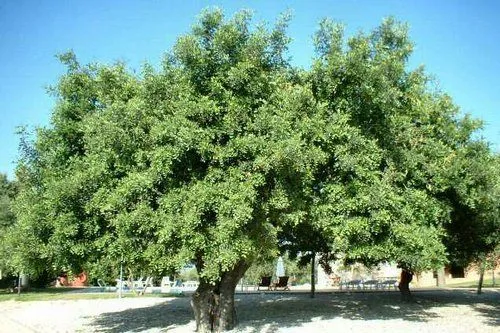 Suyu Piura: ALGARROBO= Producto la Algarrobina Suyu Piura: ALGARROBO= Producto la Algarrobina