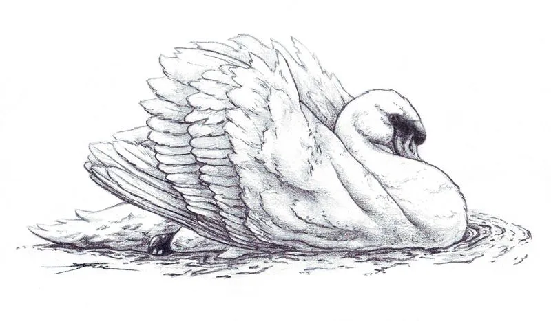 Swan drawings - Imagui