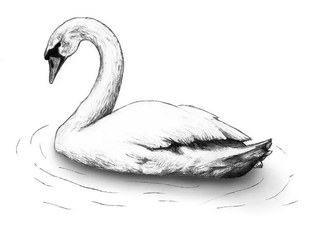 Swans Drawing images