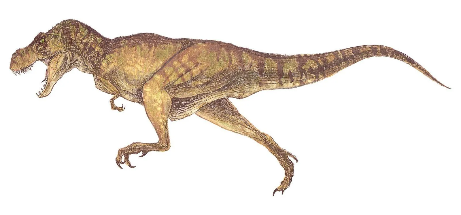 T. Rex, cazador o carroñero: una nueva evidencia - Taringa! T. Rex, cazador o carroñero: una nueva evidencia - Taringa!