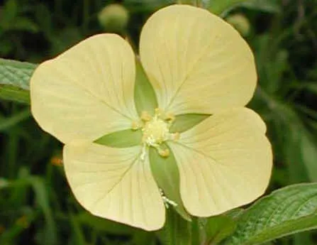 Tabla comparativa para Brassicaceae con flores amarillas Tabla comparativa para Brassicaceae con flores amarillas