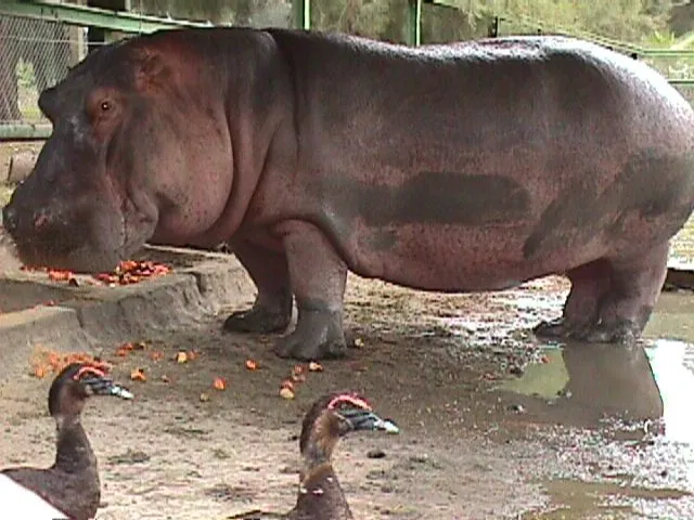 El tacto de hipopótamo de los lefevbrianos - La Iglesia en la prensa
