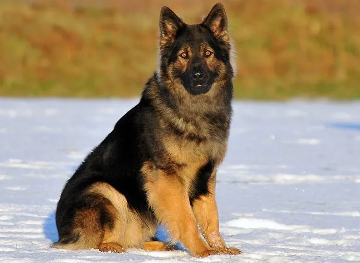 Taiger - 80 month old German Shepherd | Personal Protection Dogs fo.. Taiger - 80 month old German Shepherd | Personal Protection Dogs fo..