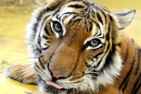 Tailandia detiene a uno de los mayores traficantes de tigres de la ...