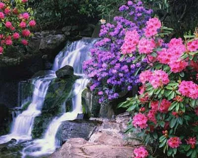 El taller de la brujaMar: FLORES de ARGENTINA El taller de la brujaMar: FLORES de ARGENTINA