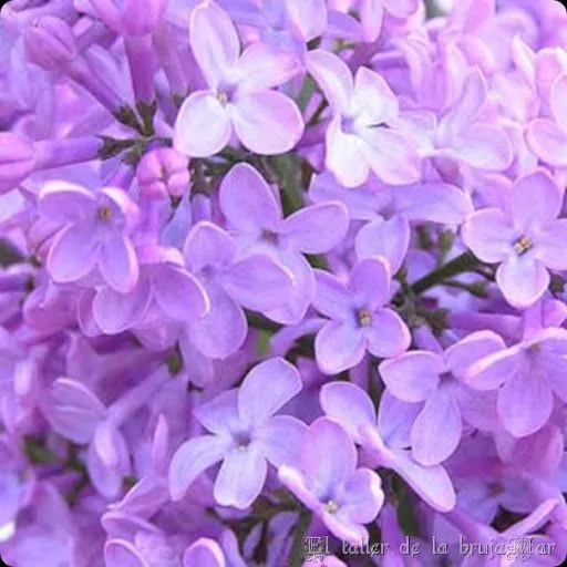 El taller de la brujaMar: Fotografía de flores lilas-violetas para ... El taller de la brujaMar: Fotografía de flores lilas-violetas para ...