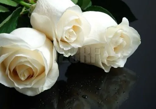 El taller de la brujaMar: Solo,Rosas blancas