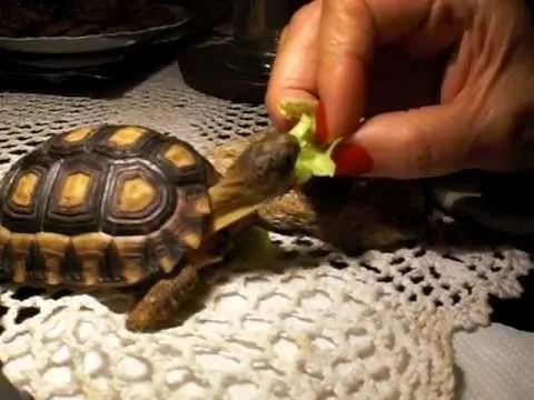 TAMMY mi tortuga bebe, comiendo con Nelly - YouTube