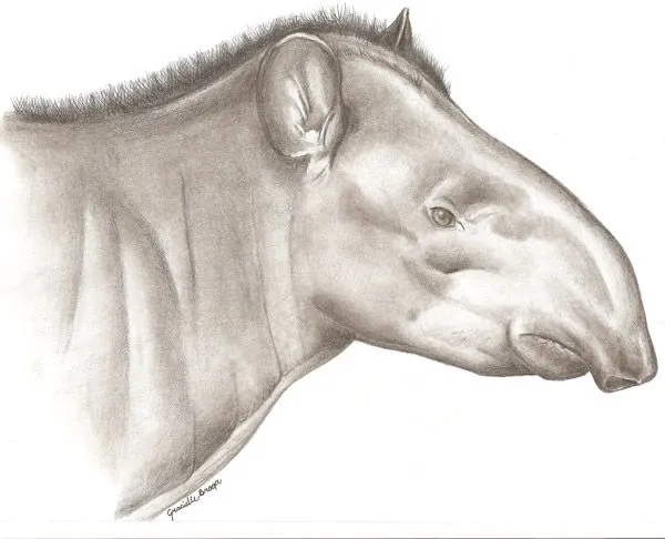 Un nuevo tapir? Científicos discuten sobre el descubrimiento ...