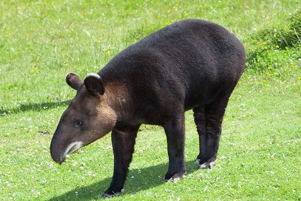 Un nuevo tapir? Científicos discuten sobre el descubrimiento ...