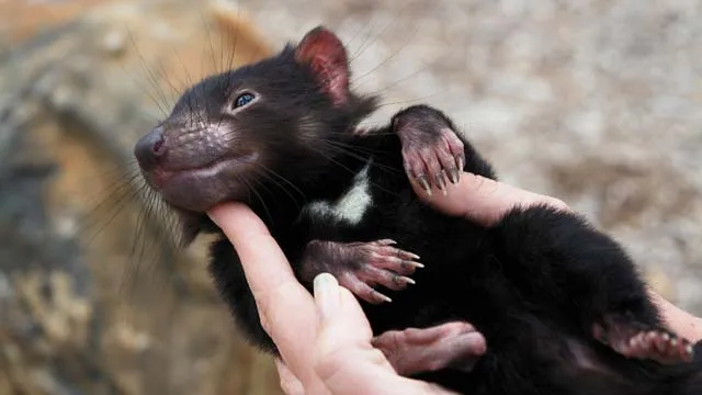 Tasmanian Devil - Facts, Pictures, Diet, Sounds and Video ...