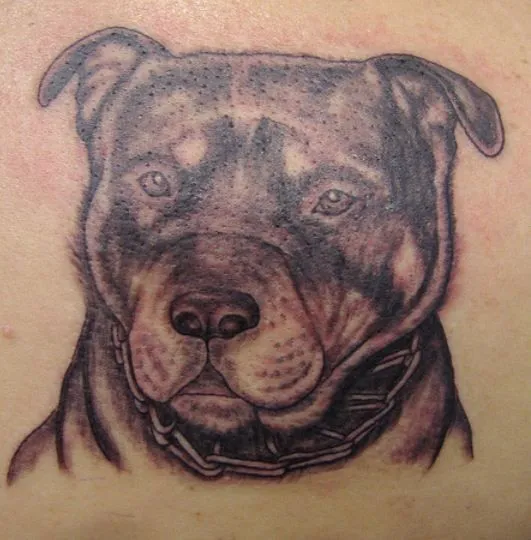 Tatuajes pitbull perros - Imagui