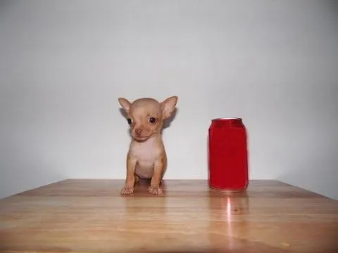 Teacup Chihuahua Puppies Brindle & Green Eyes – Chihuahua de ...