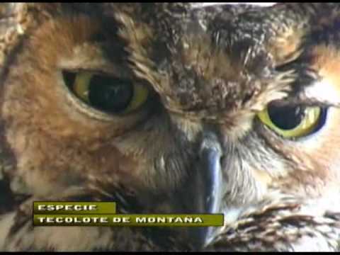 Tecolote de Montaña zoo. de Zacapa. Yez TV - YouTube