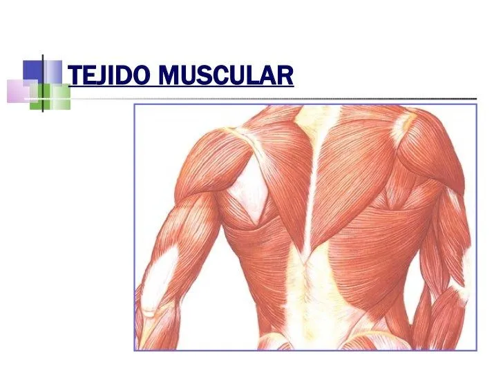 Tejido muscular