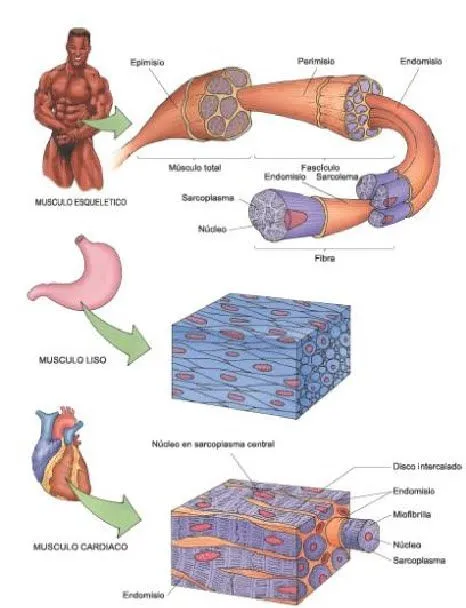 Tejidos Básicos: Tejido muscular y nervioso Tejidos Básicos: Tejido muscular y nervioso