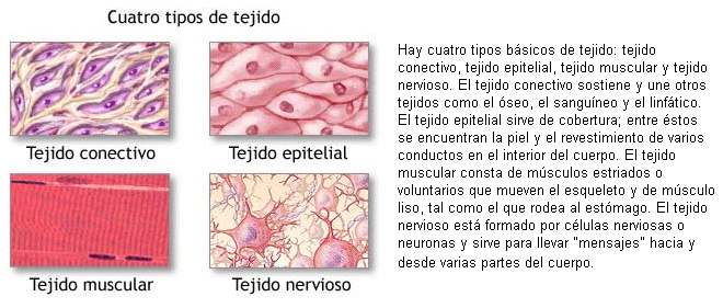 Tejidos del cuerpo humano - Wiki COMPONENTES DEL CUERPO HUMANO Tejidos del cuerpo humano - Wiki COMPONENTES DEL CUERPO HUMANO