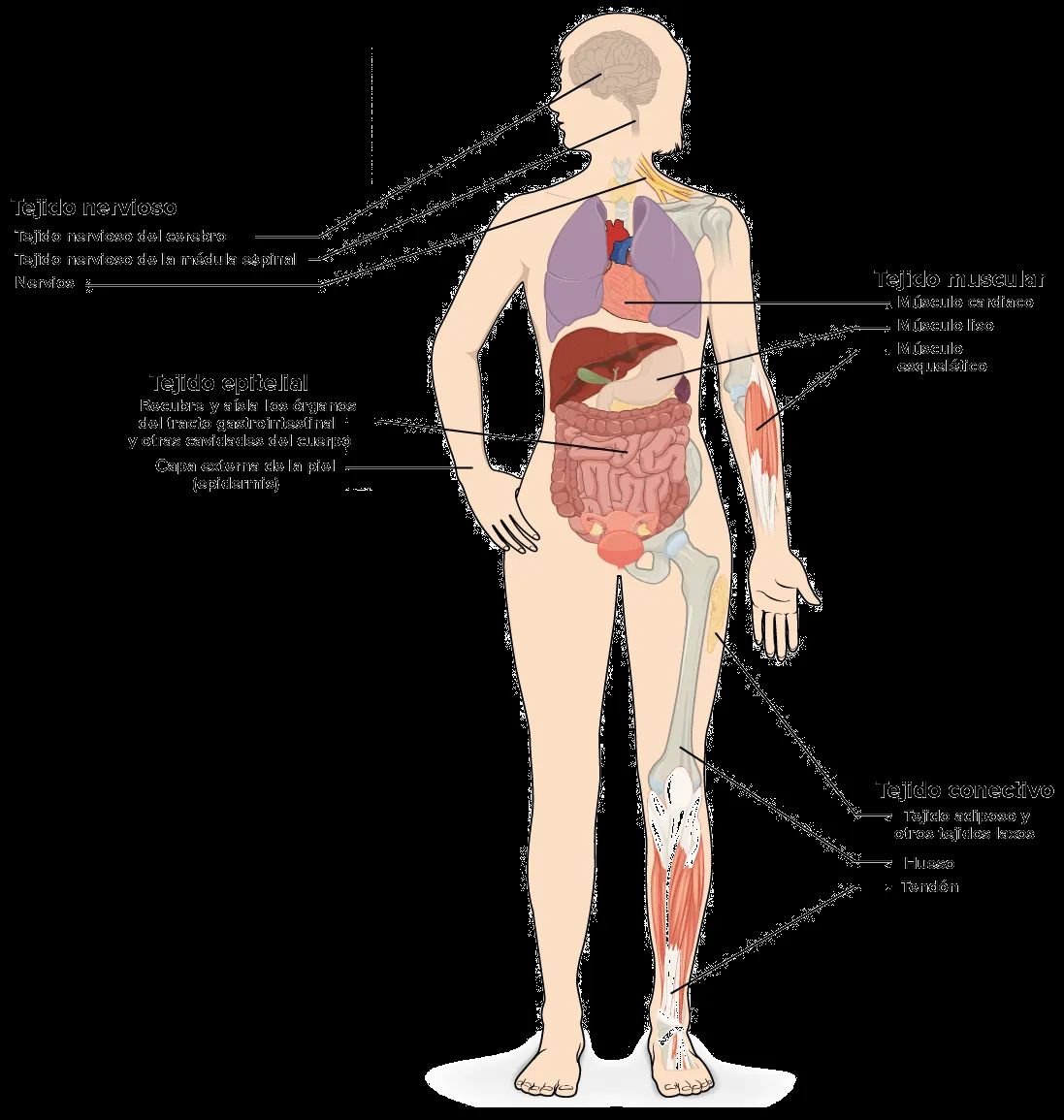 Tejidos, órganos y sistemas de órganos (artículo) | Khan Academy
