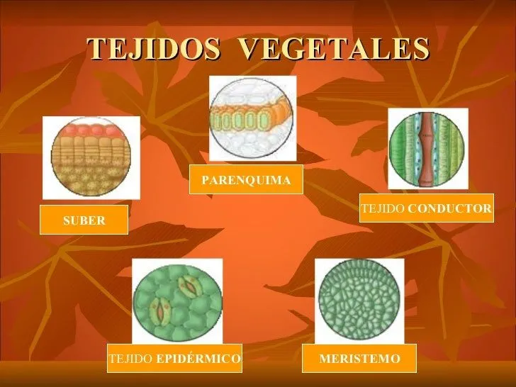 tejidos-vegetales-3-728.jpg?cb ...