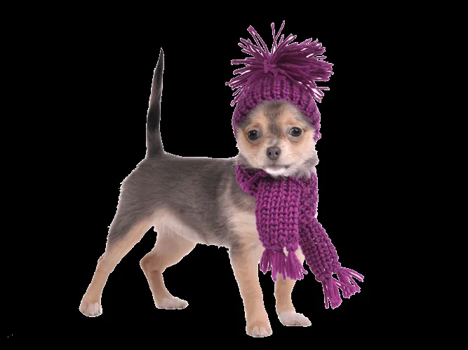Tejiendo con Estilo: Coordinado de bufanda y gorro tejidos para perro