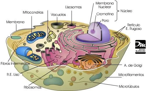 Tema 1: Células (procariota y eucariotas) | Biología y Geología ...
