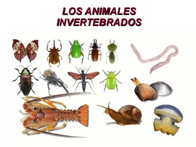 Tema 3 y 4 Los animales vertebrados e invertebrados. Mª Dafrosa 4ºB 2…