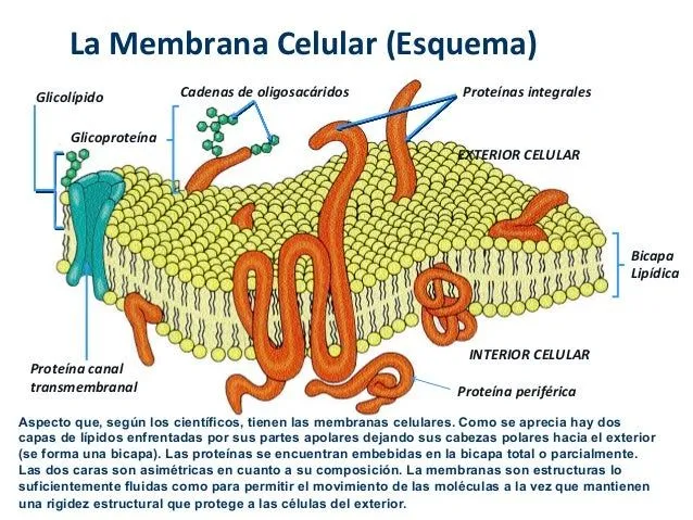 Tema 1 introducción a la célula eucariota