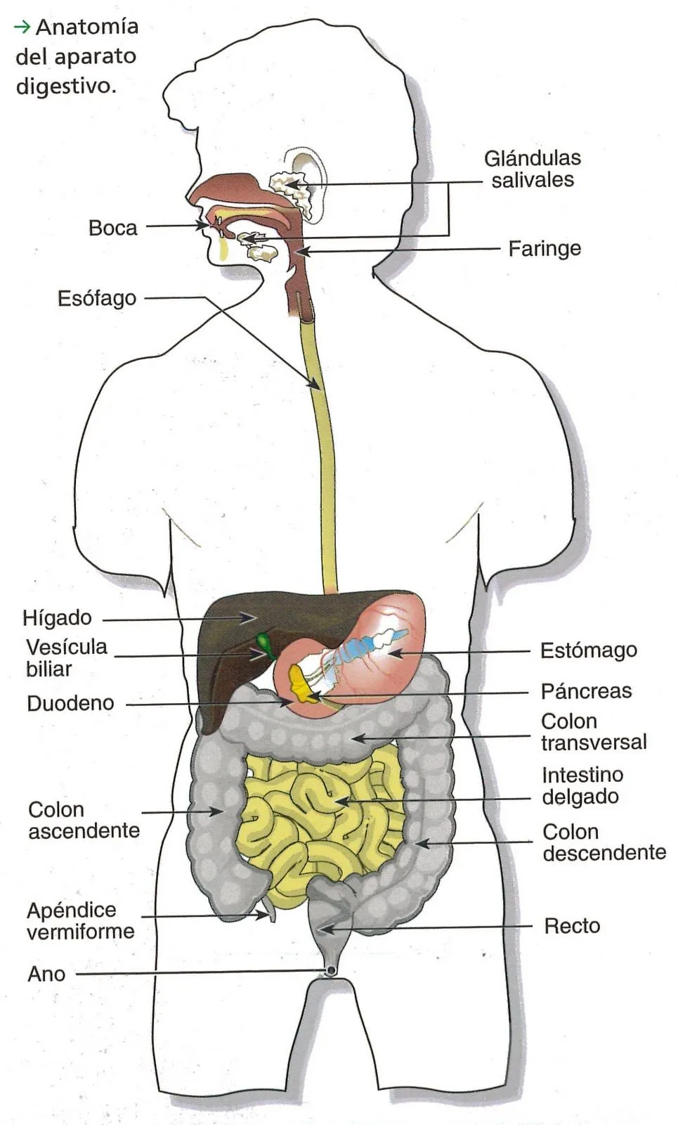 Tema de nutricion de (yeddan): Artc 3: Anatomia del aparato digestivo Tema de nutricion de (yeddan): Artc 3: Anatomia del aparato digestivo
