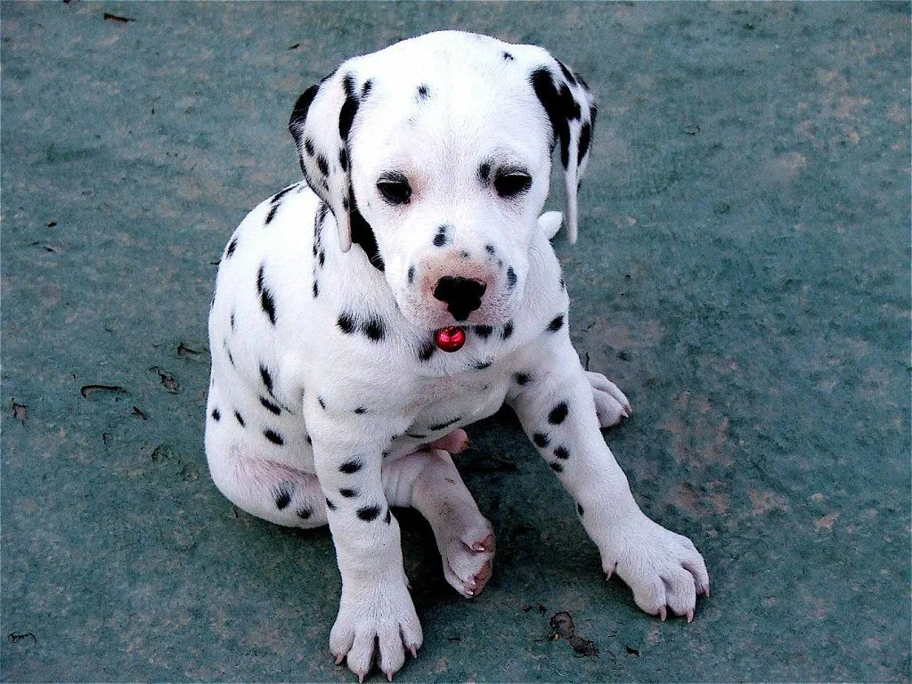 temperamento de un dalmata | Cuidar de tu perro es facilisimo. temperamento de un dalmata | Cuidar de tu perro es facilisimo.