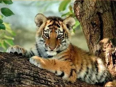Tigres bebés - Imagui