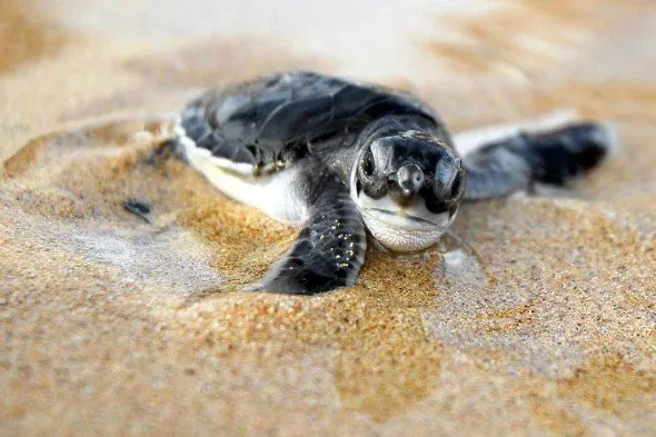 Temporada de tortugas en Tulum | Mexican Caribbean Kitesurf