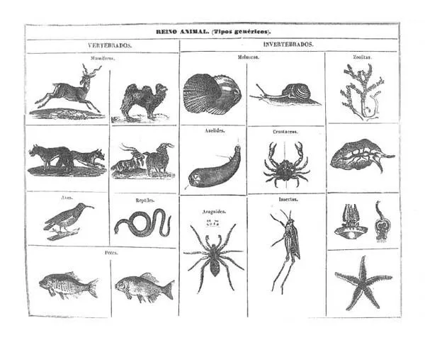 Animales invertebrados lista - Imagui