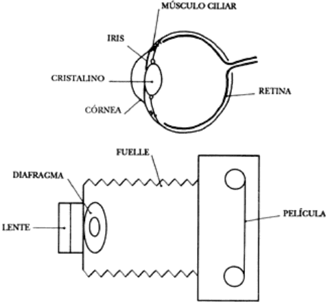 Teoría de Los Sistemas - El Ojo Humano - Monografias.com Teoría de Los Sistemas - El Ojo Humano - Monografias.com