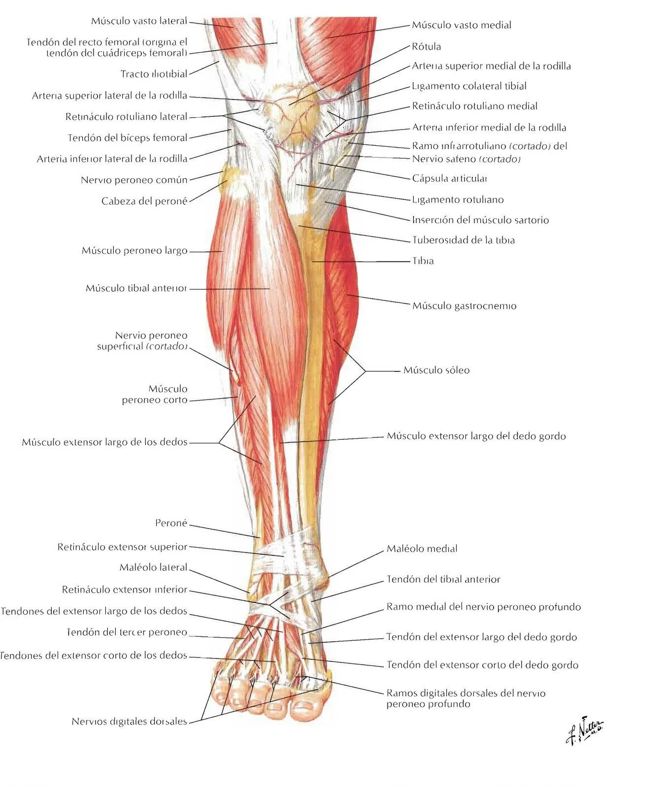 TEORICO DE MASAJE: CARA ANTERIOR DE LA PIERNA TEORICO DE MASAJE: CARA ANTERIOR DE LA PIERNA