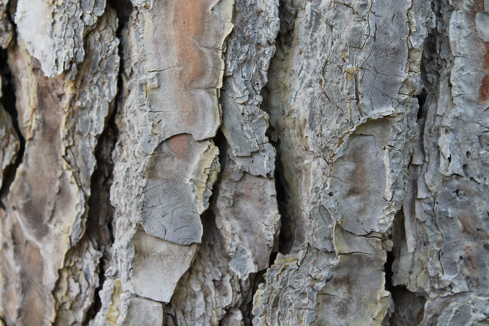 Textura del tronco de un arbol. | Flickr - Photo Sharing! Textura del tronco de un arbol. | Flickr - Photo Sharing!