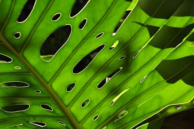 TEXTURA VERDE - (24) | Flickr - Photo Sharing! TEXTURA VERDE - (24) | Flickr - Photo Sharing!