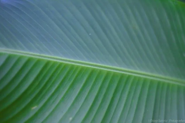 Textura Verde / Green Texture | Flickr - Photo Sharing!