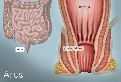 The Anus (Human Anatomy): Picture, Definition, Conditions, & More