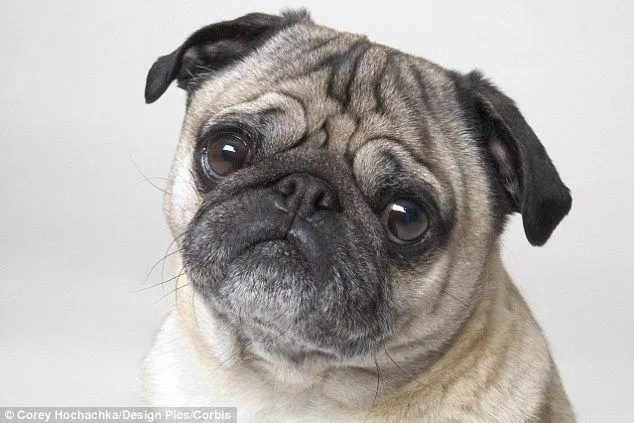 The celebrity owners who give their ugly pugs a facelift | Daily ...