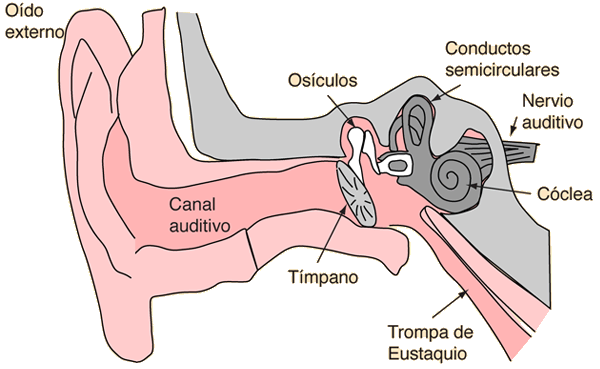 The Ear and Hearing