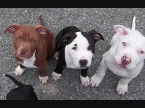 The Great American Pitbull Terrier - YouTube